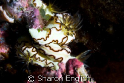 Black margined glossodoris - a big night out in Vila! by Sharon English 